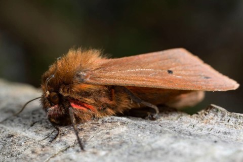 Ruby (Phragmatobia fuliginosa) tiger