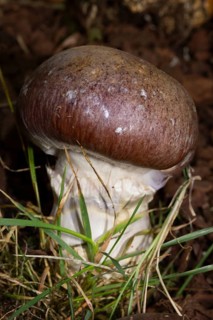 Goliath webcap (Cortinarius praestans)