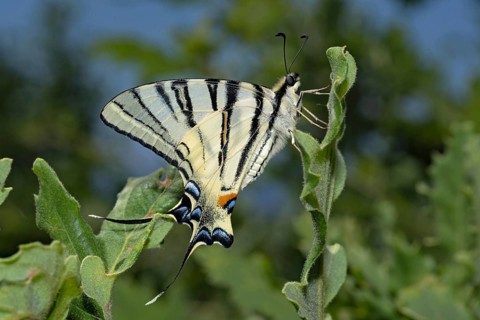 Scarce swallowtail (Iphiclides podalirius)