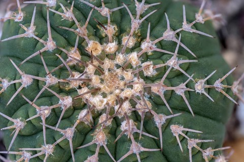 Gymnocalycium triacanthum