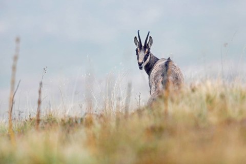 Chamois (Rupicapra rupicapra)