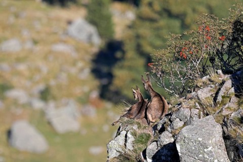 Chamois (Rupicapra rupicapra)