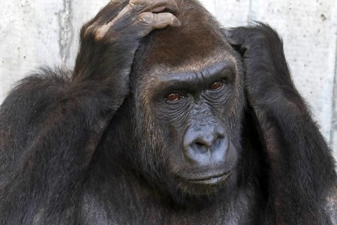 Western lowland gorilla (Gorilla gorilla)