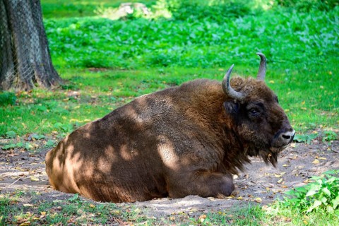 Wisent