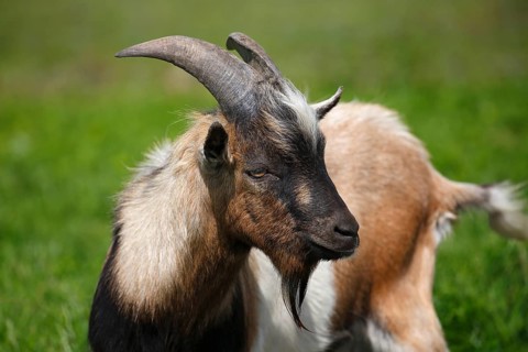 Dwarf goat