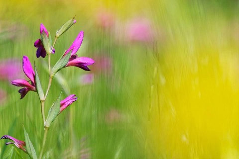 Wild gladiolus (Gladiolus illyricus)