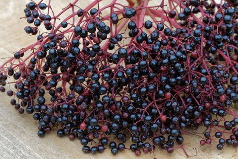 Berries of the black elder (Sambucus nigra)
