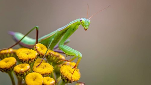European mantis (Mantis religiosa) green variant