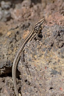 Female Gallotia galloti (Gallotia galloti palmae) El Paso