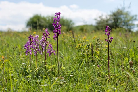Early purple orchid (Orchis mascula) Hoher Doernberg