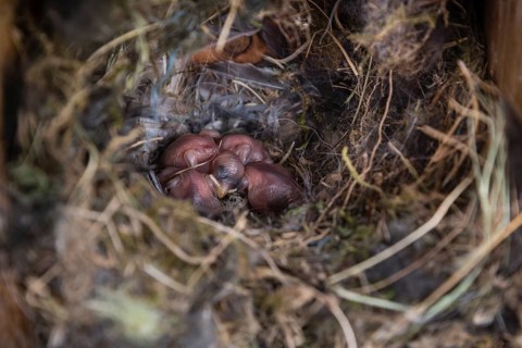 Eurasian tree sparrow (Passer montanus) in nesting box