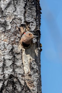 Observing the northern flicker at the exit of the nest hole (Colaptes auratus)
