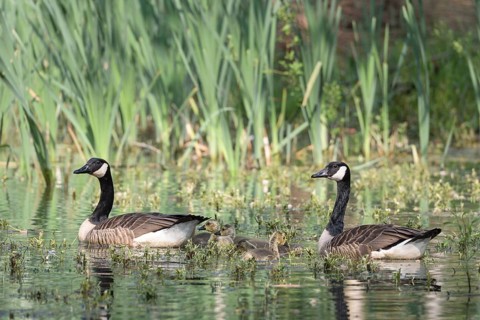 Canada geese (Branta canadensis) and Goessel