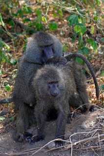 Baboons