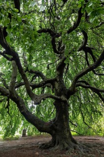 Old tree