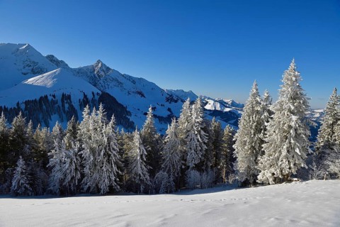 Winter Landscape