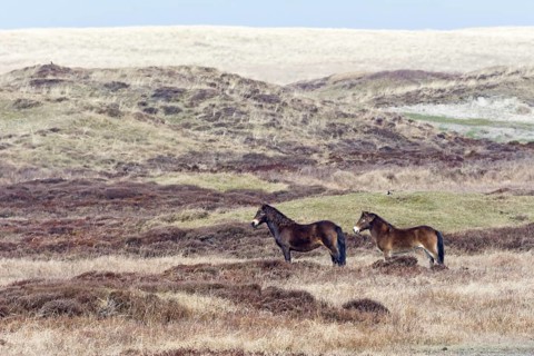 Exmoor Pony