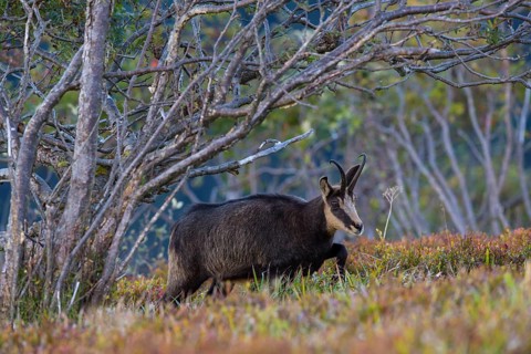 Chamois (Rupicapra rupicapra)