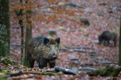Wild Boar (Sus scrofa)