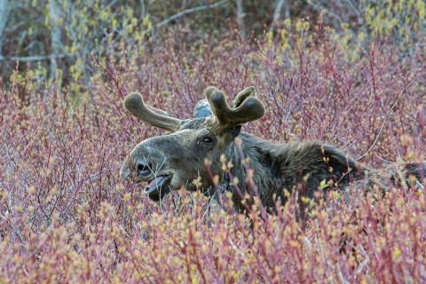 American elk