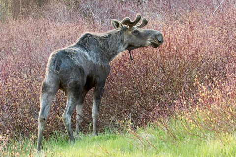 American elk