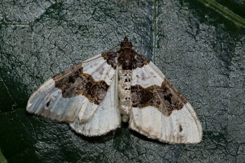Purple bar (Cosmorhoe ocellata)