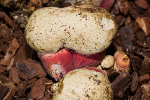 Satan's bolete