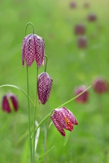 Snake's Head Fritillary (Fritillaria meleagris) Kiebitzei