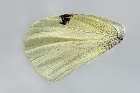 Large cabbage white butterfly (Pieris brassicae)