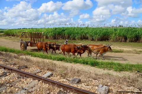 Oxcart