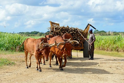 Oxcart