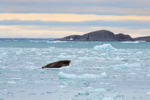 Bearded seal (Erignathus barbatus) on pack ice
