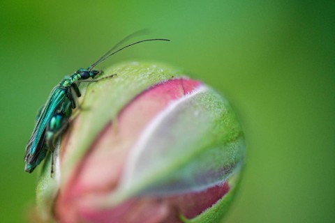 Thick-legged flower beetle (Oedemera nobilis) on rose bud (Rosa)
