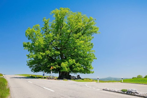 Linn lime tree