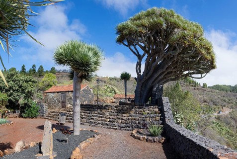 Canary Islands dragon tree (Dracaena draco) El Roque