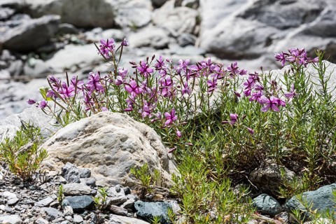 Epilobium dodonaei ()