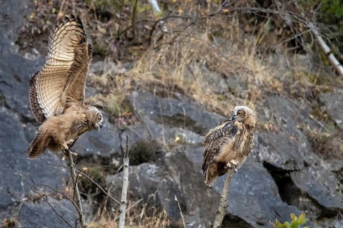 European eagle owls (Bubo bubo)