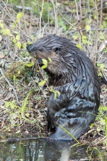 North American beaver (Castor canadensis)