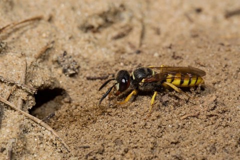 European beewolf (Philanthus triangulum)
