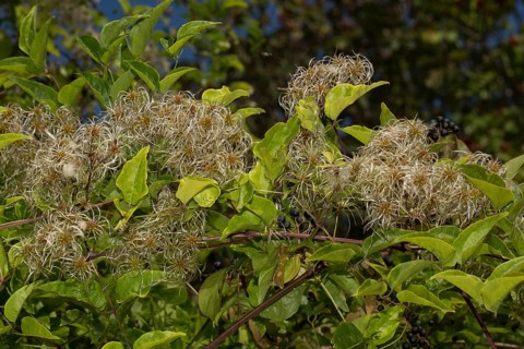 Clematis vitalba