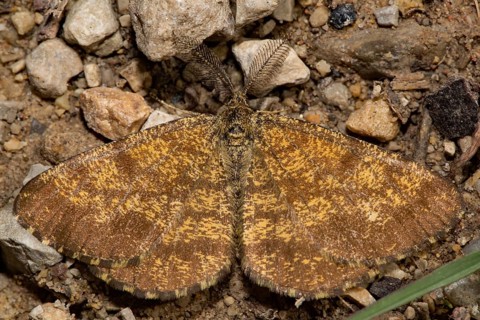 Common heath (Ematurga atomaria)