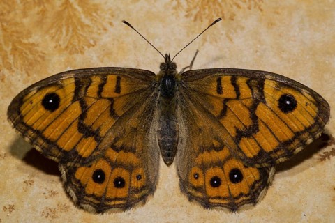 Wall brown (Lasiommata megera)