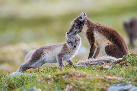 Arctic fox (Vulpes lagopus)