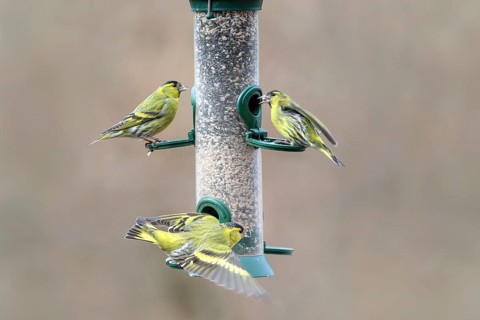 Eurasian siskins (Spinus spinus) male