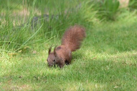 Eurasian red squirrel (Sciurus vulgaris) Squirrel Protection