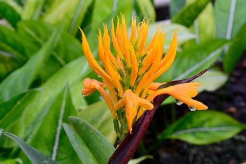 Golden bush ginger (Burbidgea schizocheila) Occurrence Indonesia