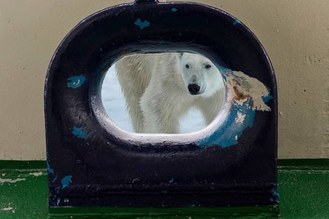Polar bear (Ursus maritimus) looking through an opening in the deck of a ship