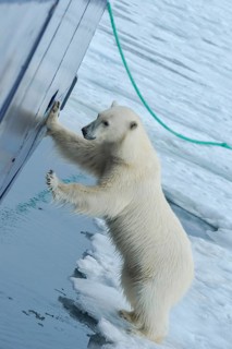 Curious polar bear (Ursus maritimus) at the hull of a ship and trying to enter through a porthole
