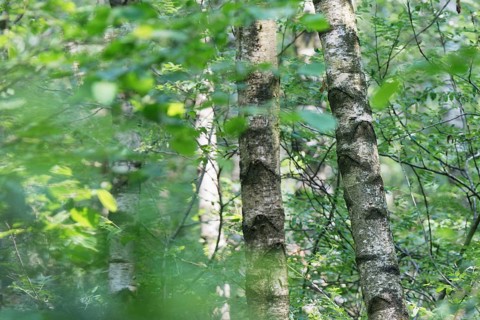 Silver birch (Betula pendula)