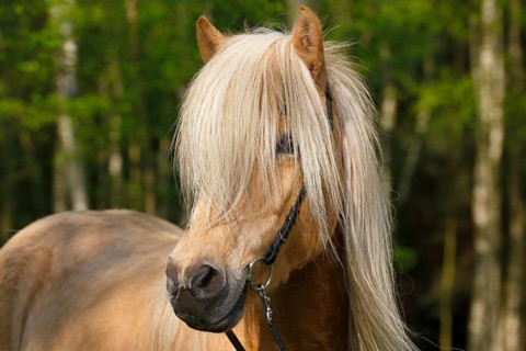 Isabell coloured Icelandic pony